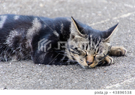 野良猫 43896538