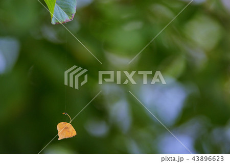 Single old leaf hanging on spiderweb Single old leaf hanging on spiderweb 43896623