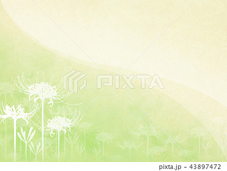 背景素材 彼岸花 43897472