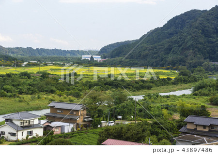 神奈川県　相模川の中州に造られた水田 43897486