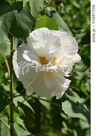 スイフヨウ 43897506