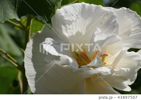 スイフヨウ 43897507