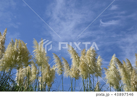 パンパスグラス 43897546