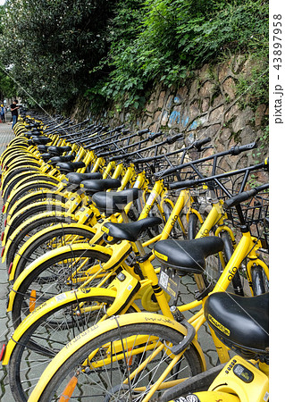 OFO sharing bicycles parked at the bicycle sharing OFO sharing bicycles parked at the bicycle sharing 43897958