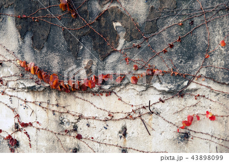 仙遊島 秋 韓国 43898099