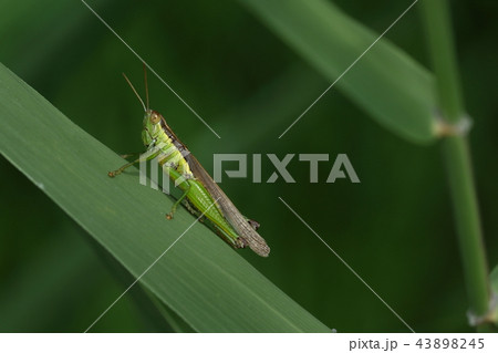 生き物　昆虫　ハネナガイナゴ、翅が後肢腿節端を大きく超えています。細身でスマートなオス 43898245
