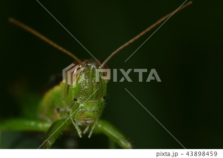 生き物　昆虫　ハネナガイナゴ、顔です。面長な感じで顔の真ん中と触角の付け根に単眼があります 43898459