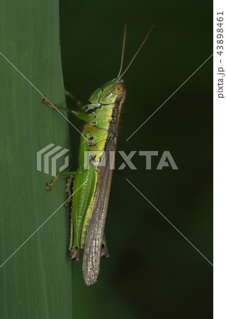 生き物　昆虫　ハネナガイナゴ、コバネイナゴにも長翅型がいますが交尾器などの形状で見分けます 43898461