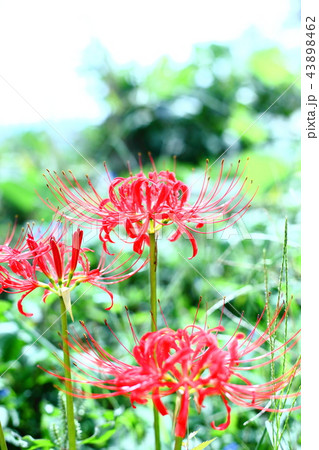 緑と彼岸花 43898462