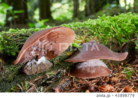 Auricularia auricula judae 43898779