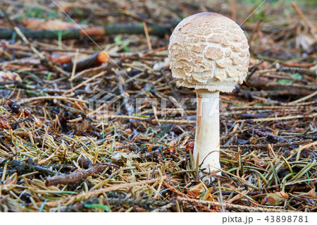 Chlorophyllum rachodes in the natural environment Chlorophyllum rachodes in the natural environment 43898781