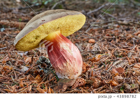 Xerocomellus chrysenteron, fungus 43898782