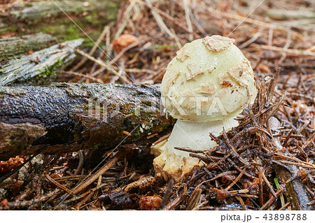 Amanita citrina.Fungus in the natural environment. 43898788