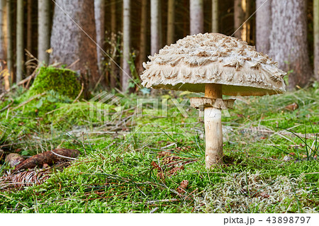 Chlorophyllum olivieri in the natural environment. 43898797