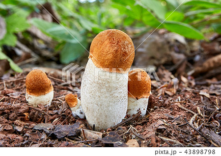 Leccinum aurantiacum in the natural environment. 43898798