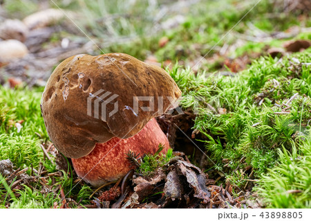 Neoboletus luridiformis in the natural environment Neoboletus luridiformis in the natural environment 43898805