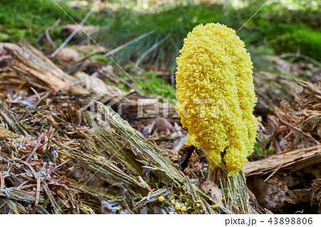 Fuligo septica. Fungus in the natural environment. 43898806