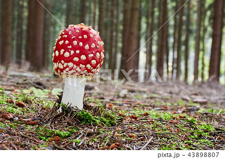 Amanita muscaria in the natural environment. Amanita muscaria in the natural environment. 43898807