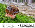 Neoboletus luridiformis in the natural environment 43898808