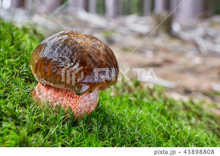 Neoboletus luridiformis in the natural environment 43898808