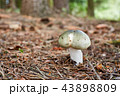 Russula aeruginea in the natural environment. 43898809