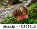 Neoboletus luridiformis in the natural environment 43898810