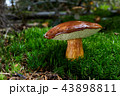 Imleria badia. Fungus in the natural environment. 43898811
