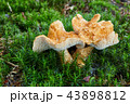 Hydnum repandum. Fungus in the natural environment 43898812