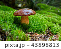 Imleria badia. Fungus in the natural environment. 43898813