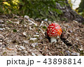 Amanita muscaria in the natural environment. 43898814
