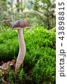 Fungus Leccinum cyaneobasileucum 43898815