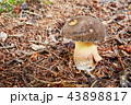 Xerocomellus chrysenteron, fungus 43898817