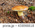 Imleria badia. Fungus in the natural environment. 43898818