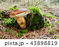Imleria badia. Fungus in the natural environment. 43898819