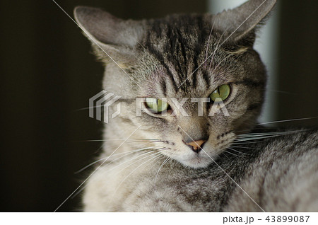 何か? 何か? 43899087