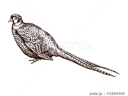 Antique engraving pheasant illustration. 43899400