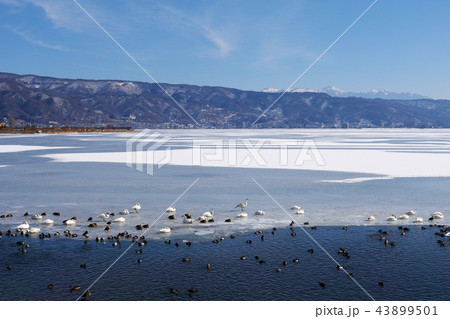 【長野県】「御神渡り」出現時 結氷した諏訪湖の風景 43899501