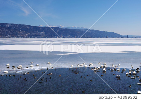 【長野県】「御神渡り」出現時 結氷した諏訪湖の風景 43899502