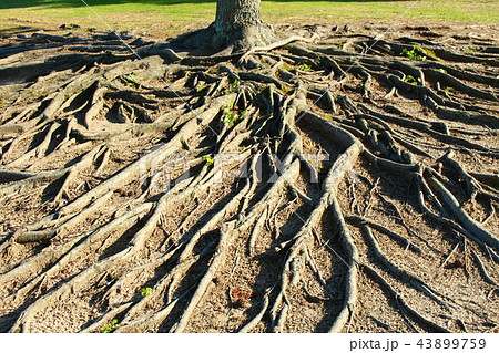 根っこ 43899759