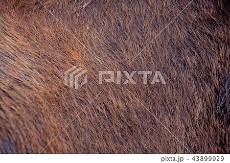 但馬牛の毛並 43899929