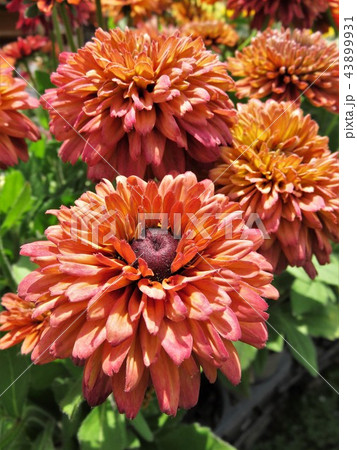 ルドベキア サハラ ルドベキア サハラ 43899931