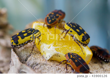 Black and yellow scarab beetle 43900126