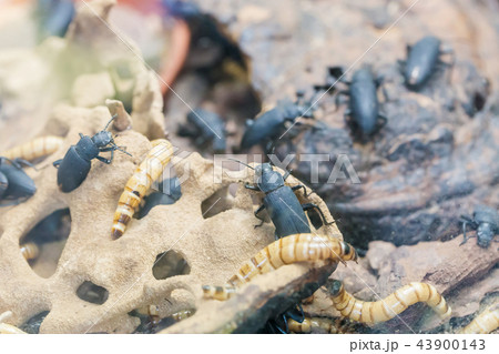 Larva and beetle Tenebrio molitor 43900143