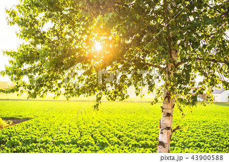 《北海道》夕陽をあびる白樺 43900588