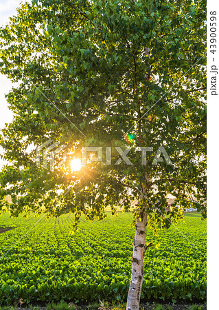 《北海道》夕陽をあびる白樺 43900598