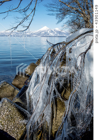 珍しい現象で厳冬期の湖面が凍らず絶えず波しぶきが凍り彫刻のような美しい猪苗代湖のしぶき氷と雪の磐梯山 43901149