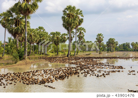 タイの田舎の風景水田と砂糖椰子 タイの田舎の風景水田と砂糖椰子 43901476