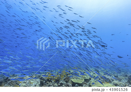 パラオ ダイビング グルクンの群れ 43901526