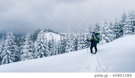 Alone tourist with a backpack Alone tourist with a backpack 43901589