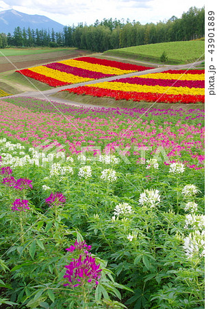 四季彩の丘 四季彩の丘 43901889